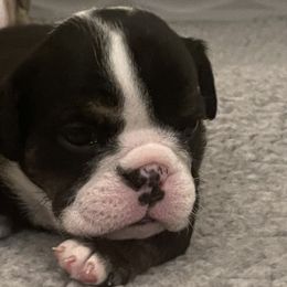 Girl 2 - Bulldog puppy in Fairfax, California from Marin Bulldogs