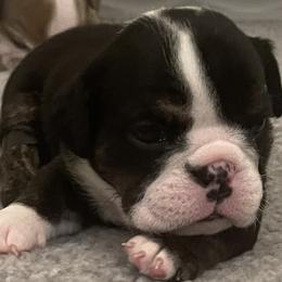 Girl 2 - Bulldog puppy in Fairfax, California from Marin Bulldogs
