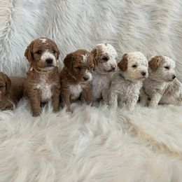 Goldendoodles from Bryce Valley Breeding
