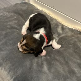 Beagle Puppies from Beagles at 4G Ranch