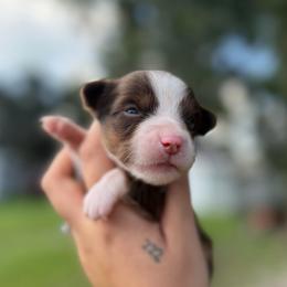 Sandy ASDR - Red tri female Toy Australian Shepherd puppy in Polk City, Florida from Skaky Shepherds