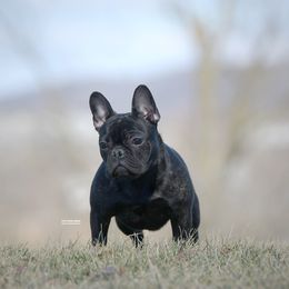Little one - French Bulldog