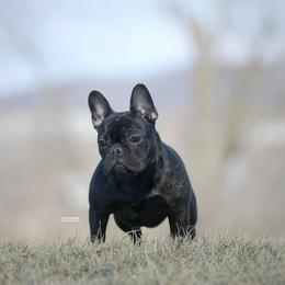 Little one - French Bulldog