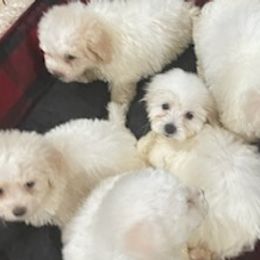 Bichon Frises from Fury Best Friends
