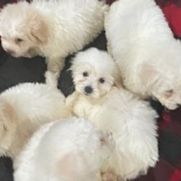 Bichon Frises from Fury Best Friends
