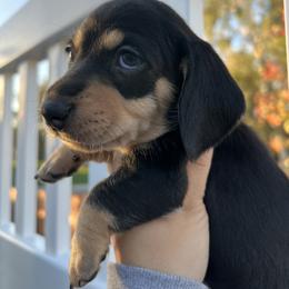 Oscar Meyer - Black and cream male Dachshund puppy in Chino Hills, California from Wooofyland LLC