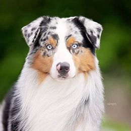 American Staffordshire Terriers and Australian Shepherds from Glitterati Australian Shepherds