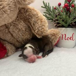 Large RBF- more white - Red & white female Miniature Australian Shepherd puppy in Norco, California from River Springs Aussies