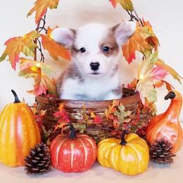 American Corgi and Pembroke Welsh Corgi Puppies from Whimsical Treasure Corgis