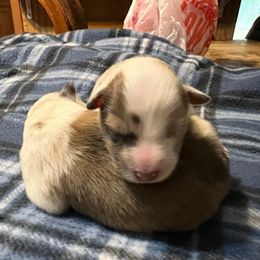 Rita - Sable merle and white female Shetland Sheepdog puppy in Kerville, Texas from Cedar Hill Kennels