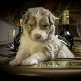 Australian Shepherd Puppies from Dovehawk Australian Shepherds