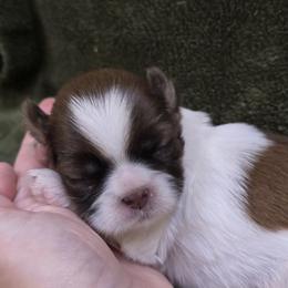 Delilah - Liver and white female Shih Tzu puppy in Mountain Grove, Missouri from Precious Puppies