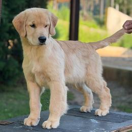 Eva - Golden female Golden Retriever puppy in Lake Stevens, Washington from Sound Golden Retrievers