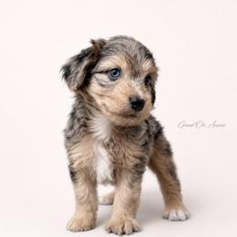 Georgia - Blue merle female Aussiedoodle puppy in Weatherford, Texas from Grand Ole Aussies