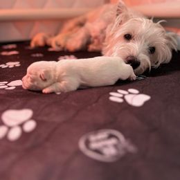 West Highland White Terrier Puppies from Our Westies 2