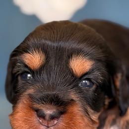 Lamb chop - Black and tan female Assorted Doodle Crosses puppy in Yuciapa, California from AlltheDoodlez_