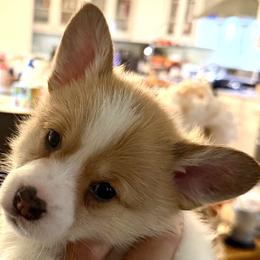 Green - Red female Pembroke Welsh Corgi puppy in Cumming, Georgia from Cottage Hill Corgis