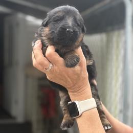 CoCo - Black and red female German Shepherd puppy in Buena, New Jersey from Beauty and the Beast