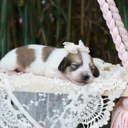 Summer - Piebald female Dachshund puppy in Wakarusa, Indiana from PuppyLove Dachshunds