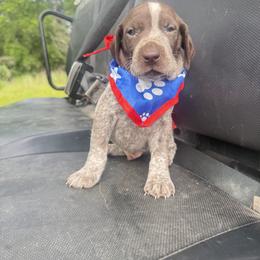 Male 1 - Liver roan male German Shorthaired Pointer puppy in Axtell, Texas from Texas German Shorthaired Pointers