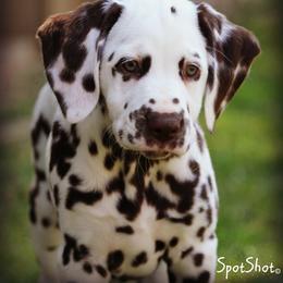 Dalmatian Puppies from Spothaven Dalmatians