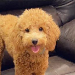 Poodles and Yorkshire Terriers from Sassy T’s Puppy Palace