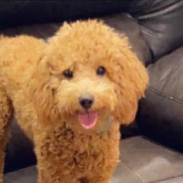Poodles and Yorkshire Terriers from Sassy T’s Puppy Palace