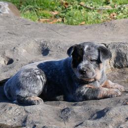 Hart - Blue male Australian Cattle Dog puppy in Buffalo Valley, Tennessee from Buffalo Valley Breeders