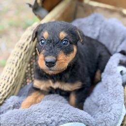 River AKA Baby Boy Orange - Black and tan male Airedale Terrier puppy in Mooresville, North Carolina from Farm 55