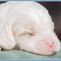 Mufasa - Red and white male Cockapoo puppy in Connersville, Indiana from Deaz Doodle Ranch