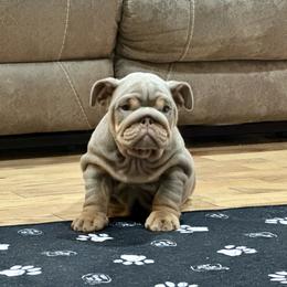 Ziva - Lilac tri-color female Bulldog puppy in Hernando, Mississippi from Blues City Bulldogs