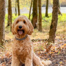 Australian Labradoodles from West Haven Australian Labradoodles