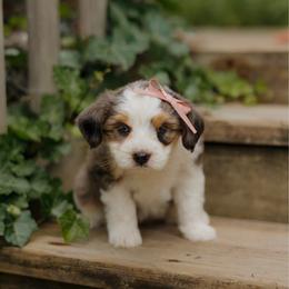 Bailey - female Australian Mountain Doodle puppy in Dalton, Ohio from Haven Doodles