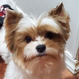 Yorkshire Terriers from Spurlock Farm Yorkies