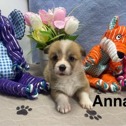 Anna - Red female Pembroke Welsh Corgi puppy in Apison, Tennessee from Ashmore Corgis
