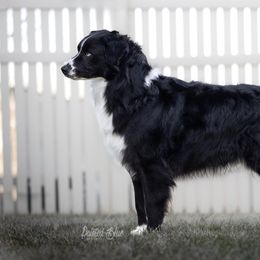 Roomie - Australian Shepherd