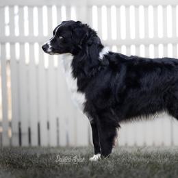 Roomie - Australian Shepherd
