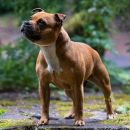 Cookie - Staffordshire Bull Terrier