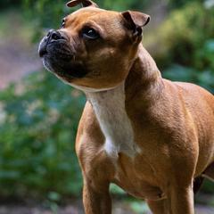 Cookie - Staffordshire Bull Terrier