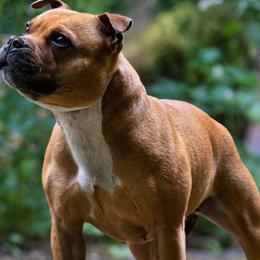 Cookie - Staffordshire Bull Terrier