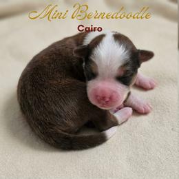 Cairo - Sable male Bernedoodle puppy in Milton, Florida from Sutton Place Doodles