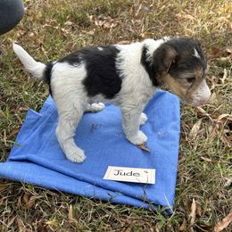 Jude - White black and tan male Wire Fox Terrier puppy in Timberlake, North Carolina from Lyndon Meadow Farm