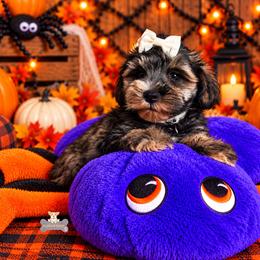 Sophia - Salt and pepper female Miniature Schnauzer puppy in Macks Creek, Missouri from Fluffy Buttz
