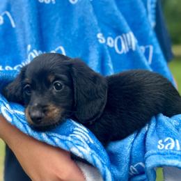 Solo AKC OFA CHIC - Black and tan male Dachshund puppy in El Dorado, Arkansas from LovelylilDoxies