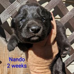 Nando - Bi-color male German Shepherd puppy in Olean, New York from F&B Kennels