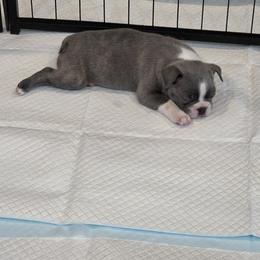 Boy 1 - Sammy - Seal and white male Boston Terrier puppy in Sulphur Springs, Texas from B&B Bostons
