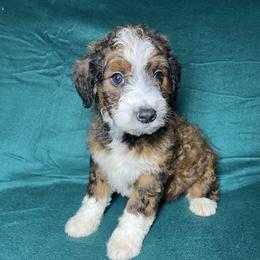 Girl 2 - Sable female Aussiedoodle puppy in Alabama from SBA Aussies