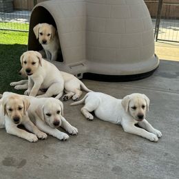 Female puppy - Yellow Labrador Retriever puppy in Riverside, California from Harlow’s Labrador Retrievers