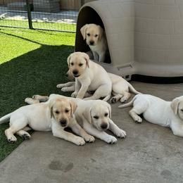 Female puppy - Yellow Labrador Retriever puppy in Riverside, California from Harlow’s Labrador Retrievers