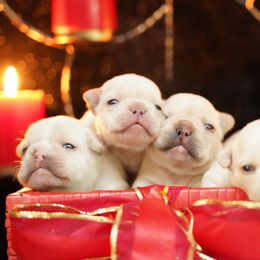 French Bulldog Puppies from Exquisite Taste Kennels